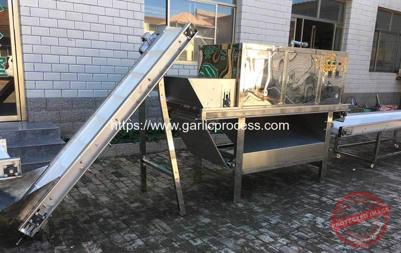 Chain-Type-Garlic-Peeling-Machine-for-Poland-Customer